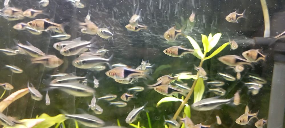 Аквариумные  рыбки