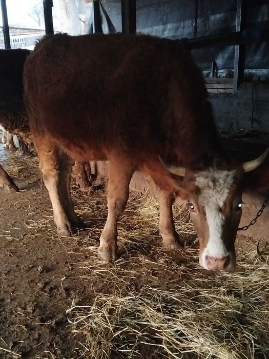 De vanzare junica gestanta in 7 luni