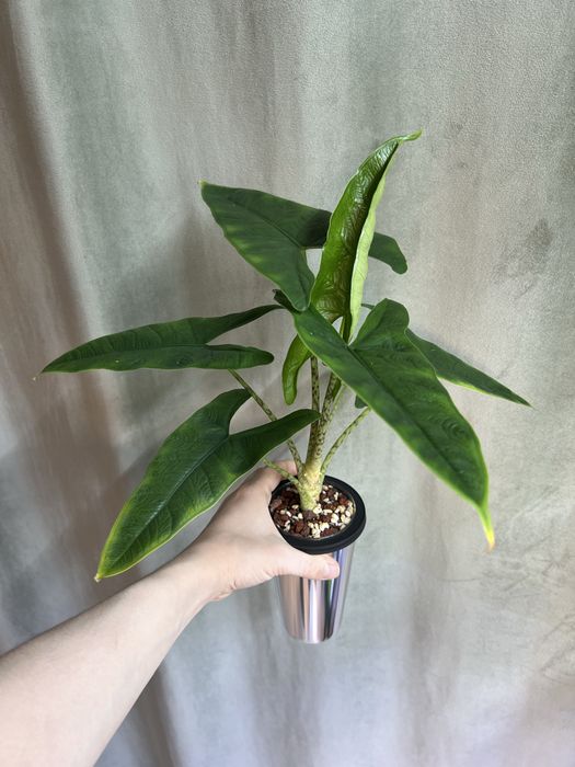 Стаканы для растений