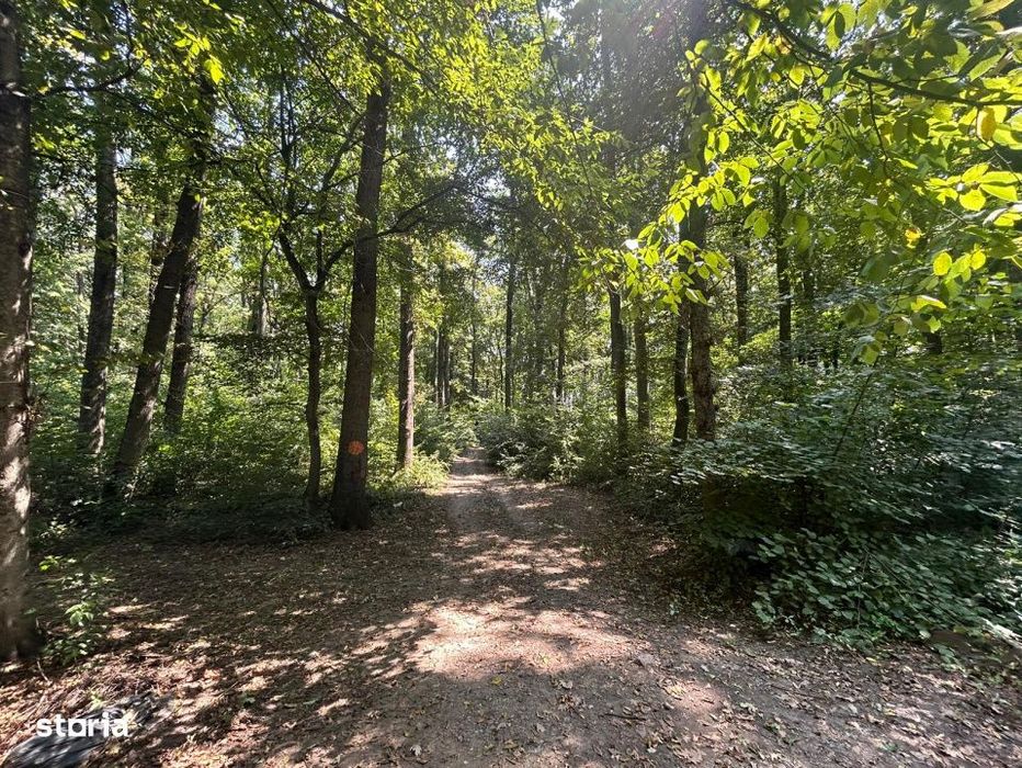 Teren de Vis pe malul lacului Snagov / 4000 mp in inima Naturii /40 m
