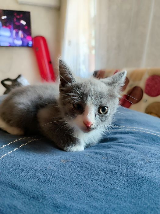 Отдам котят мышеловок