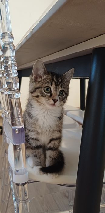 Отдам кошку, в добрые руки