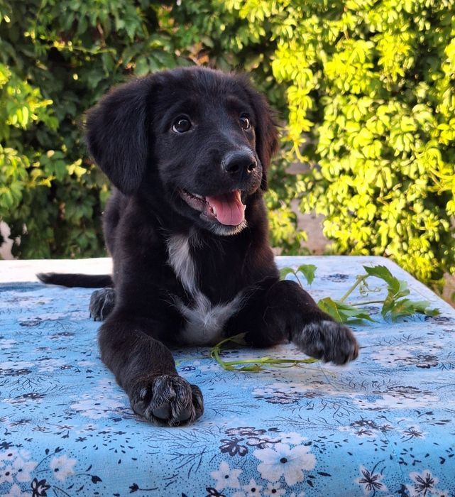 Подари семью Шейли