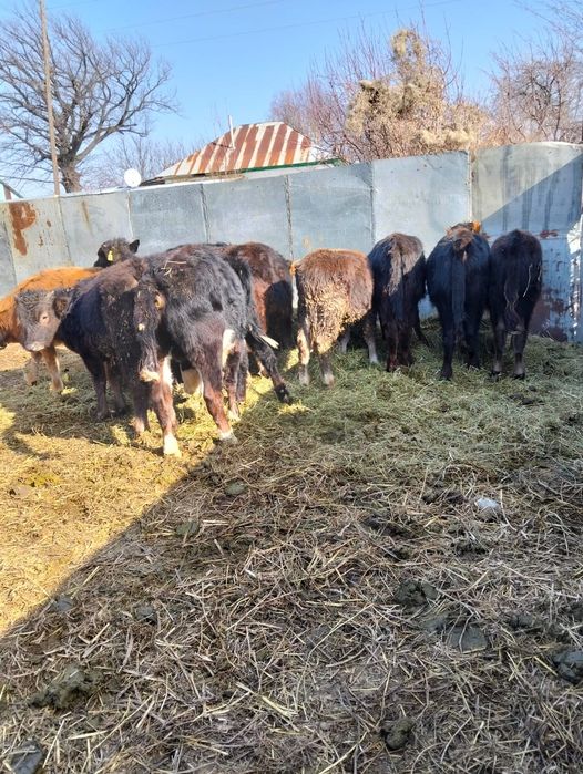 Продаются бычки .