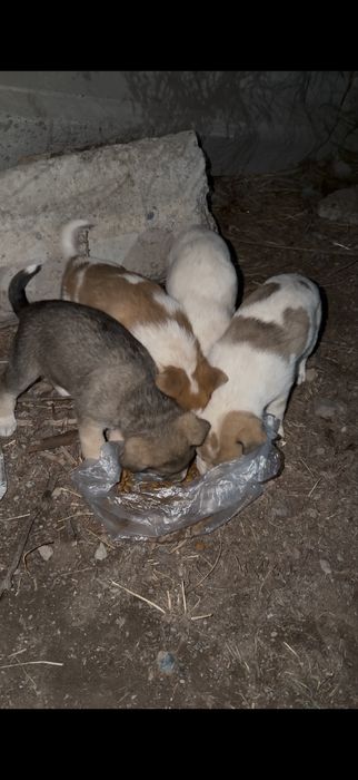 Щенята в добрые руки бесплтано.