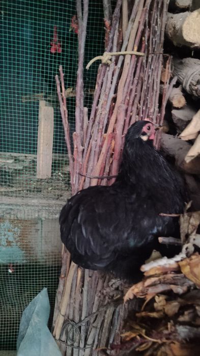 Choynak yapon zot Xo'roz va tovuq parasi sotiladi