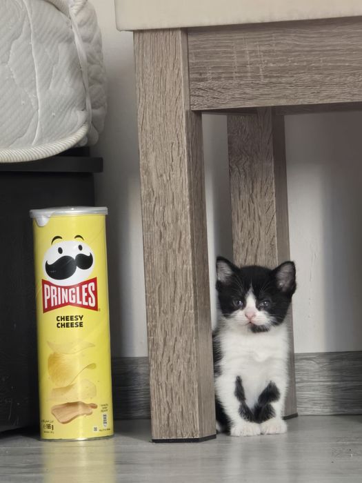 Отдам котёнка в добрые руки