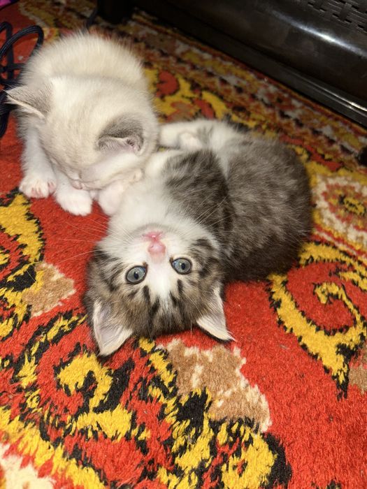 Отдам котят нахожусь на кск