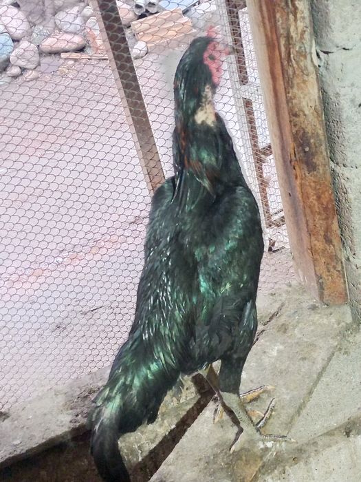 Дакан парочка в Мерке