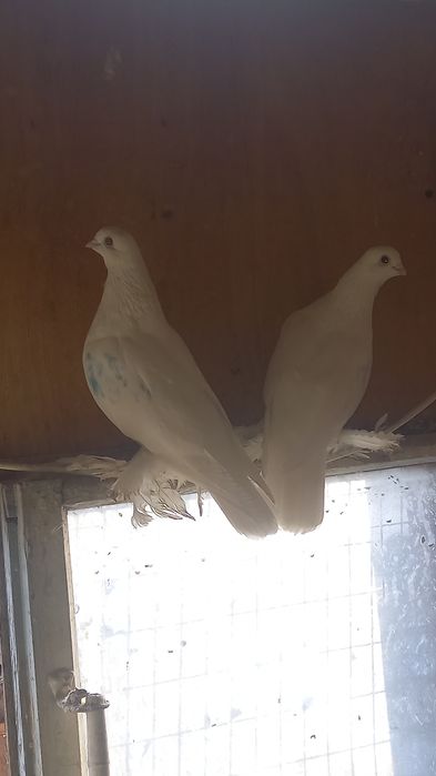 Голуби пара кептер
