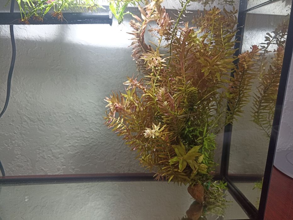 Ротала. Растение аквариумное.