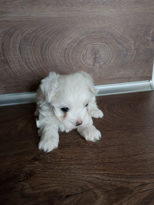 Малтийски булонка