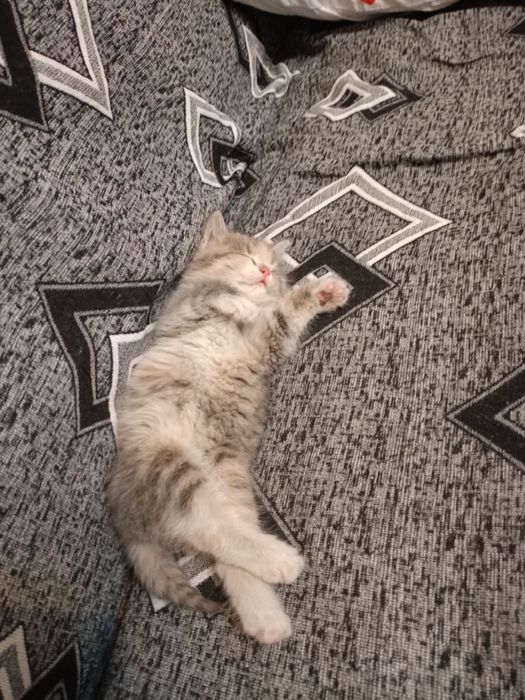 Отдам котенка девочка