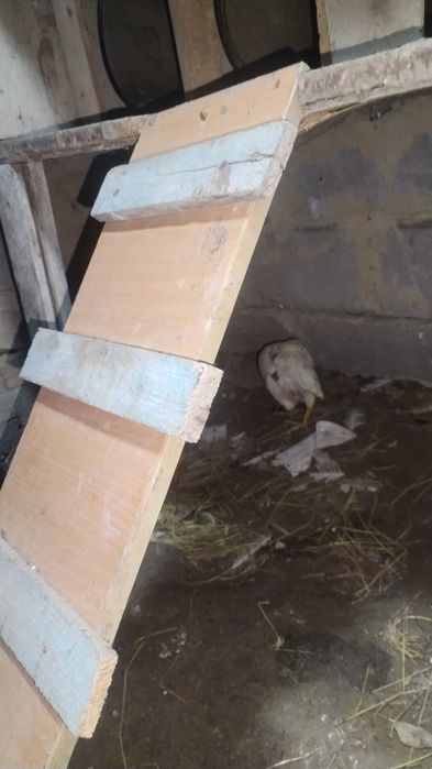Продам хороших курей и цыплят