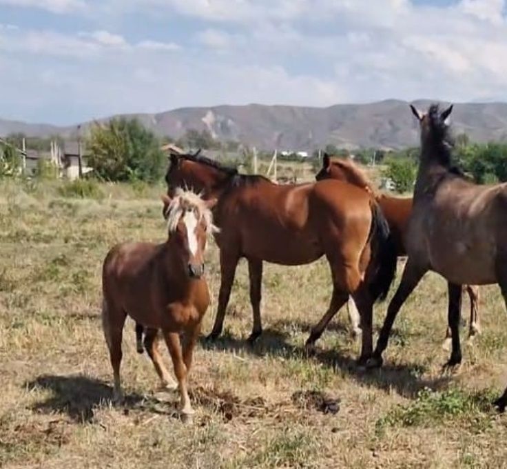 Продам пони Красавчик жеребец +кобылки Шетлендский