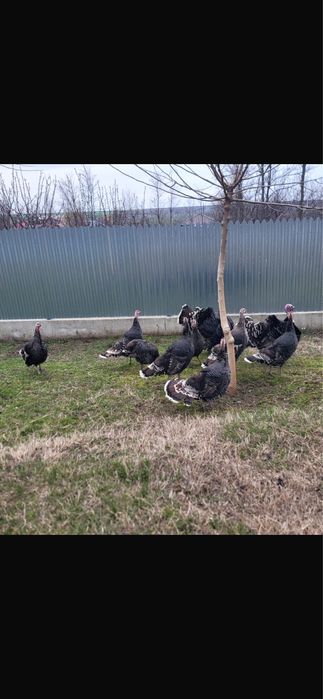 Vand curci si curcani