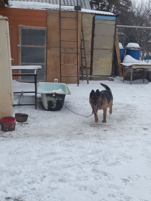 Продам Немецкую овчарку