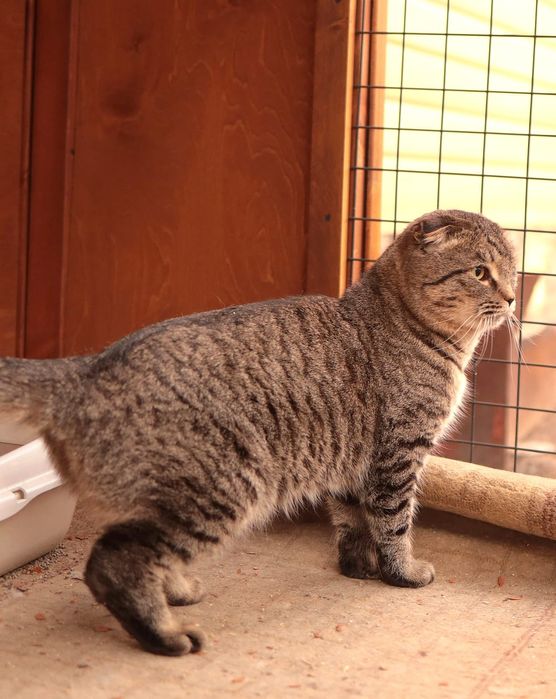 Кастрированный котик