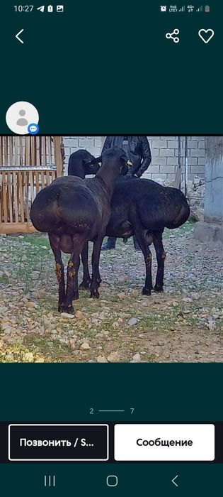 Семыз кой бар сойып беремыз