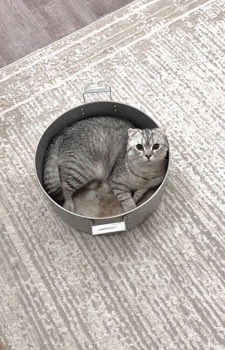 Отдам в очень добрые руки котенка