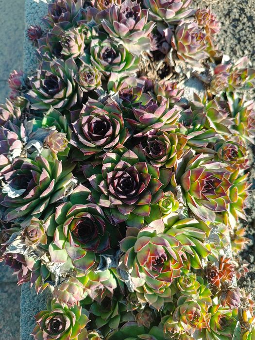 Каменная роза. Молодило