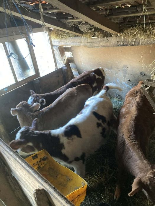 Продавам  четири мъжки телета