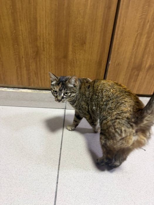 Отдадим очень умную кошку в добрые руки