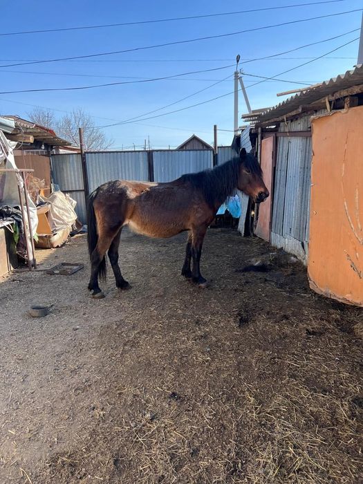 Буаз бие сатамын