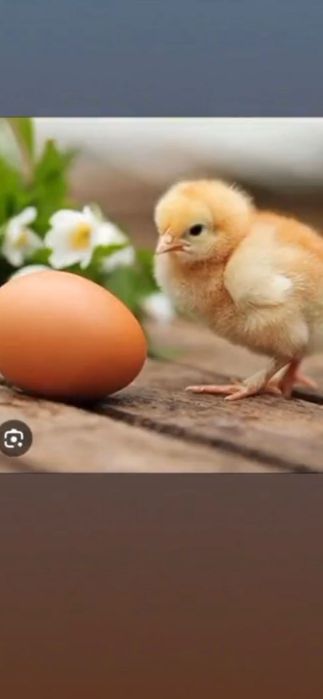 Биг 6 жожа сфатли !!!