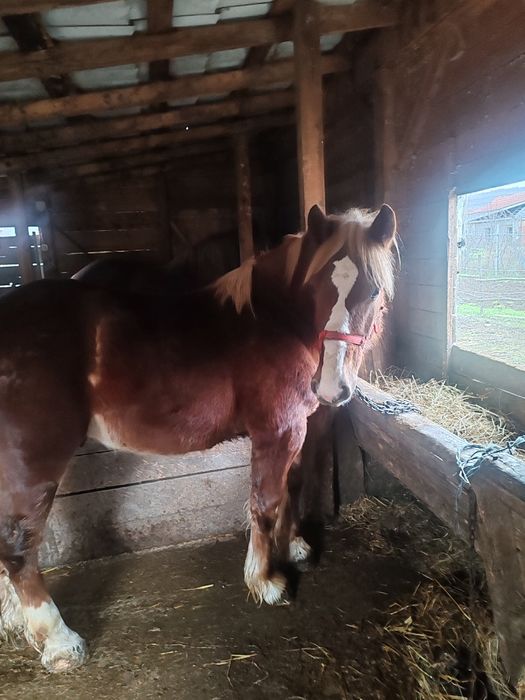 Manz, armasar, cal de un an, 1 an, acte, harmasar