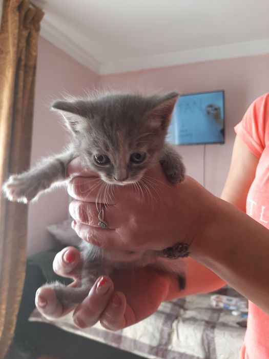 Котёнок пацанчик 1,5 месяца