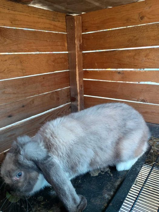 De vinzare iepuri berbec si porumbei de mai multe rase