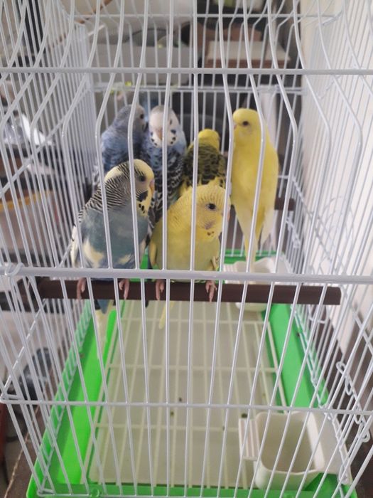 Vând papagali perusi