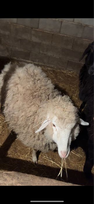 Токты баран ургашы