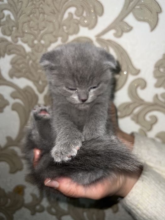 Породистый котята