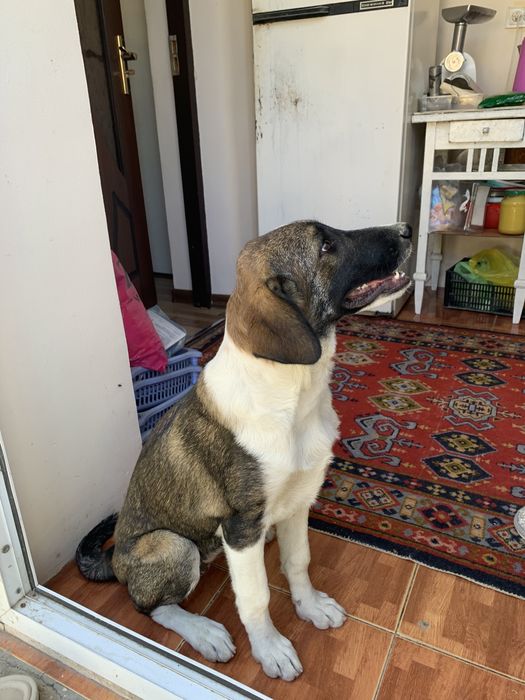 Отдам в хорошие руки домашнюю собаку