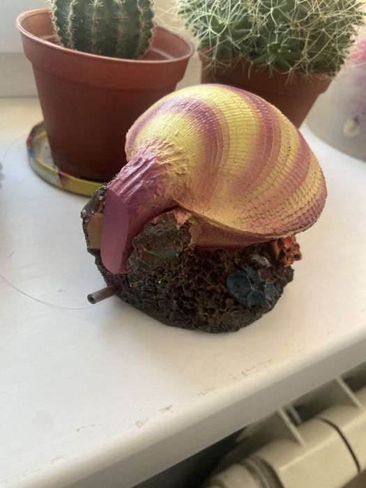 Ракушка декарауия в аквариум