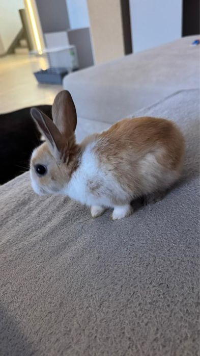 Продам кролика декоративного