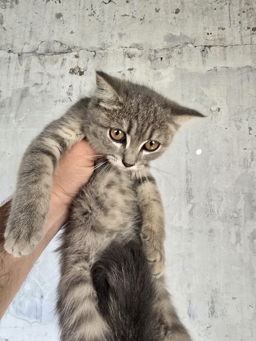 Отдам котят в хорошие руки.
