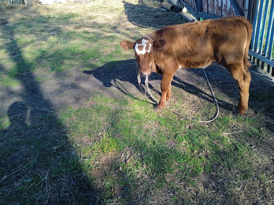 Продам тёлочку возрасте 2 месяцев