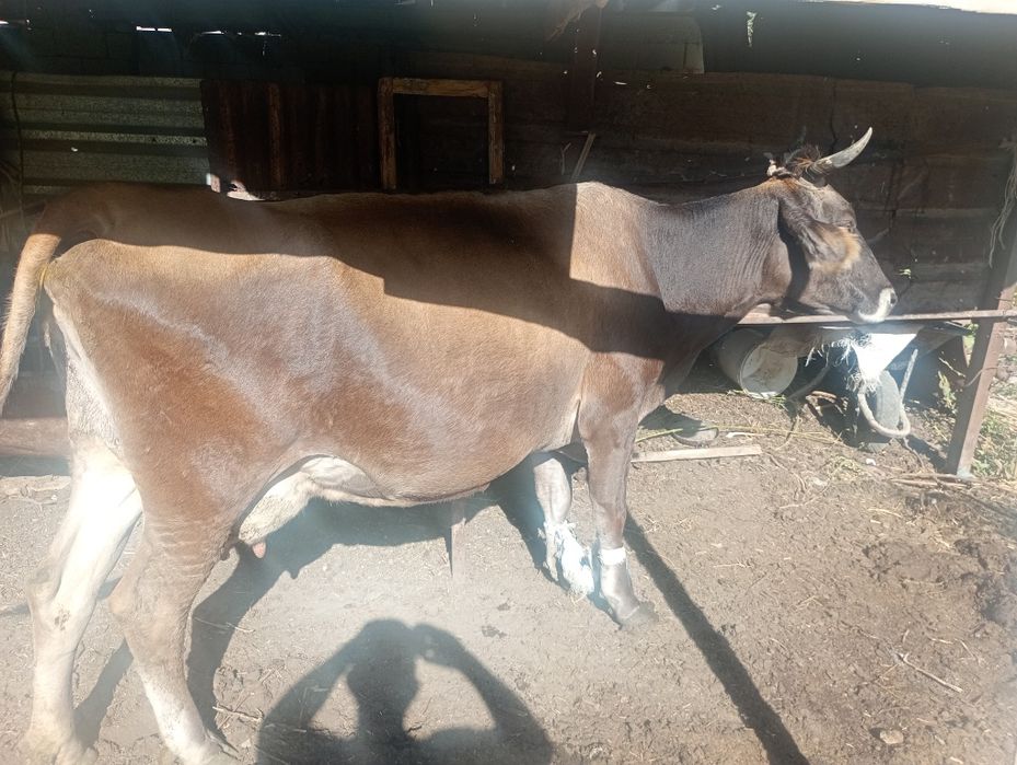 Продам Корову Алатау