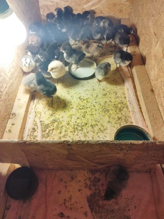 Pui găina rasă mixtă, austrolorp