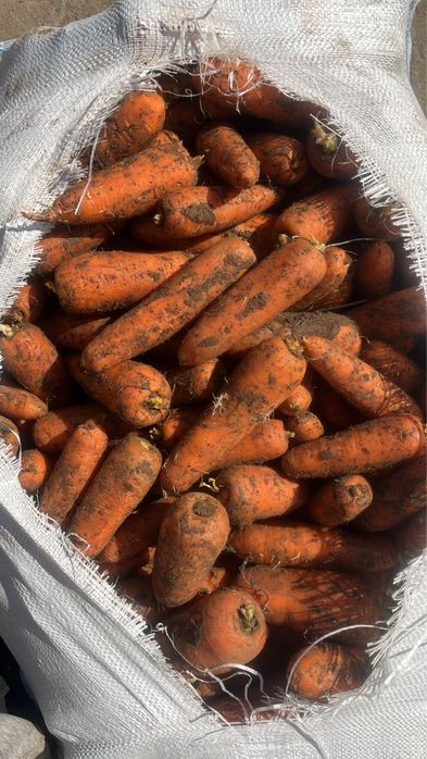 Продам морковь