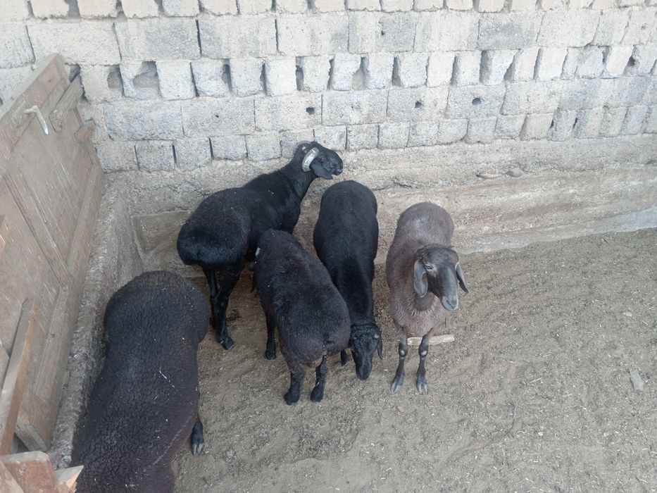 Qoy куй кой qochqorlar sotiladi Aqiqa va toy marosmlar