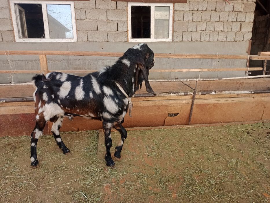 Теке қашыртуға Келес Абайда