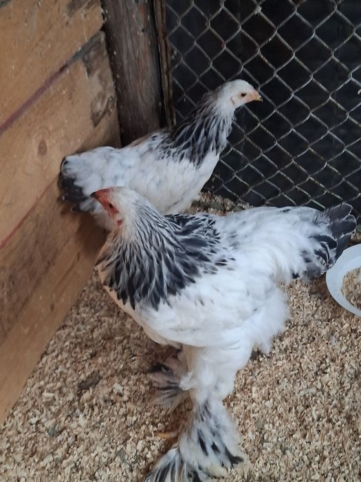 Pereche brahma hd