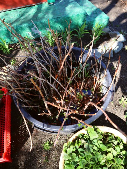 Продам клубнику и малину