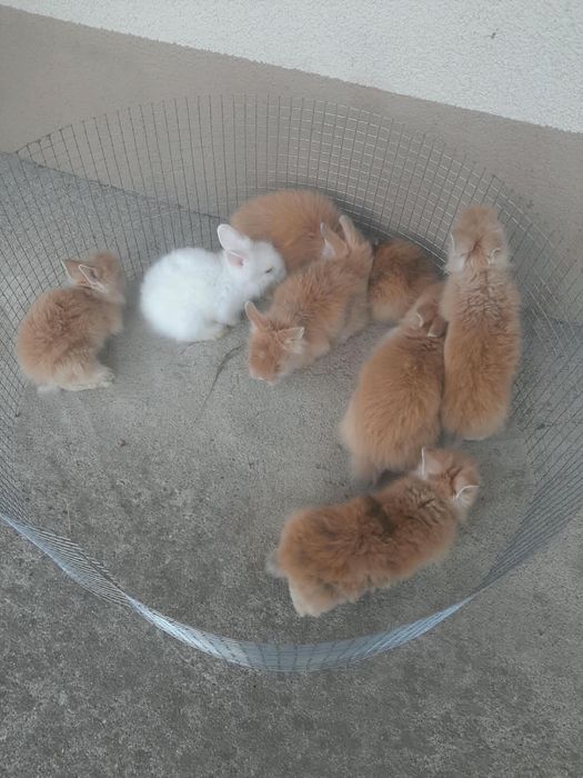 Iepurasi cap de leu si porumbei