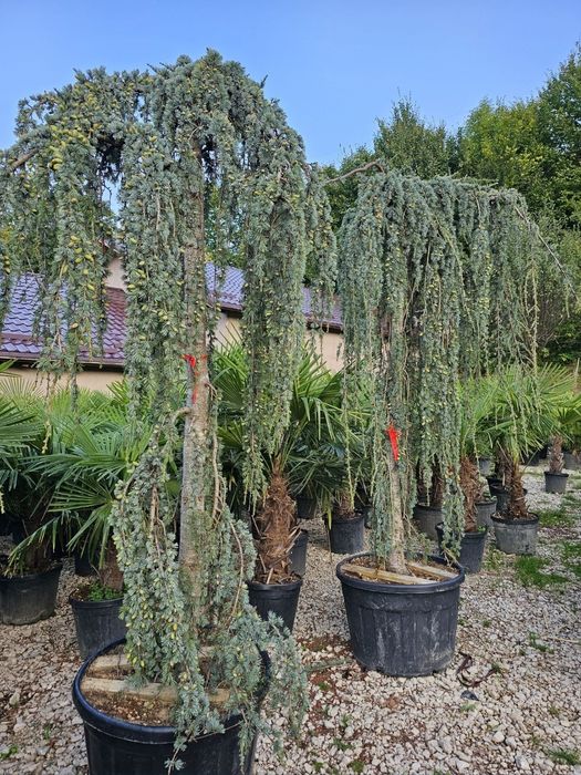 Plante exotice palmieri Trachycarpus Fortunei, magnolie, măslin, cedru