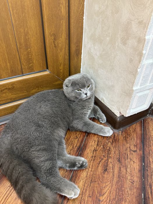 Продаётся шотландский фолд